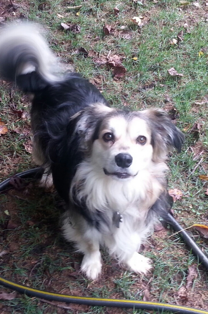 Bailey - August 2016